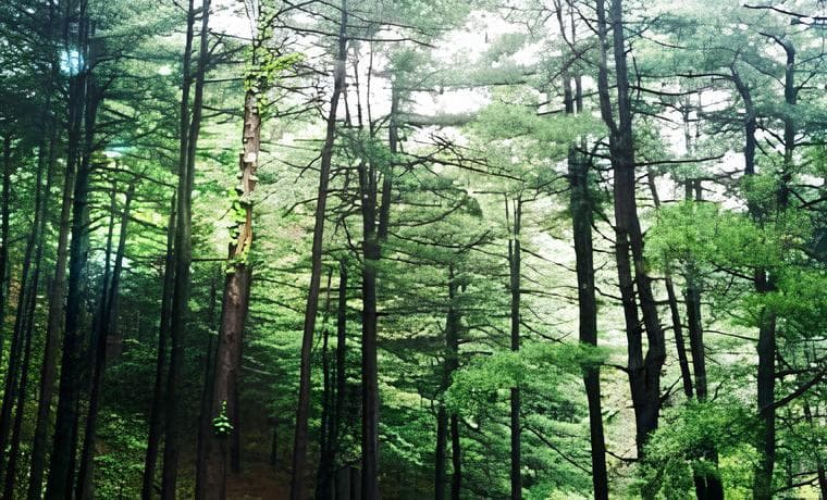 하늘아래 치유의 숲 산림욕길